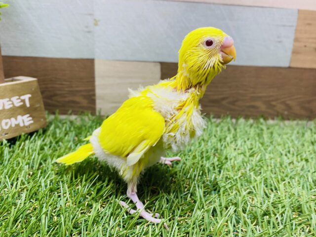 最新画像有ります❗️明るさMAXのサンサンイエロー🔆セキセイインコのルチノー‼️