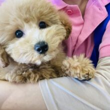 動画更新🆙嬉しい楽しい💛♬るんるんだよ♬愛くるしいトイプードルちゃん､女のコ🌼♀