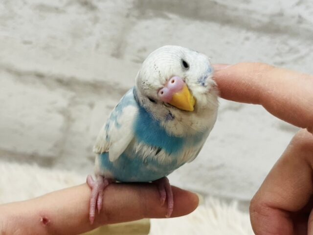 【動画更新🪄】インコ界のスーパーモデル爆誕！？セキセイインコ(スパングルパイド)