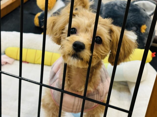 超ホヤホヤ最新画像✨キュルキュルおめめで虜にしちゃうもん♡ミックス犬ちゃん(マルチーズ×トイプードル)