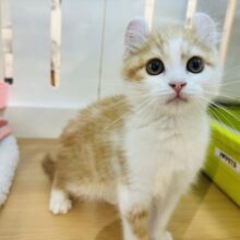 何事も全力ですっ！！！アメリカンカールくん！