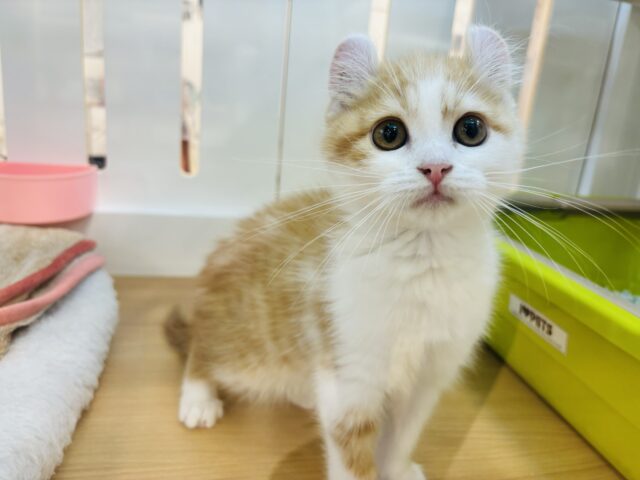 何事も全力ですっ！！！アメリカンカールくん！