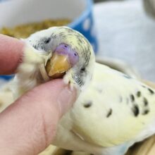 2/14更新！探してる人も多いのでは？？✨セキセイインコのヒナ(4色ハルクイン)入荷しました♥️