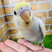 2/14更新！恥ずかしがり屋さん？💛優しい色合いのセキセイインコの(パステルレインボースパングル)入荷しました♥️