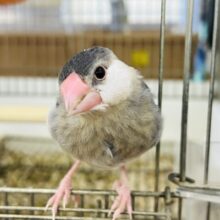 2/12更新☆人が大好き桜文鳥〜♡