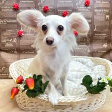 💖甘えん坊ちゃん💖MIX犬(チワワ✖️カニンヘンダックス)❤️女の子❤️2024年5月11日生まれ