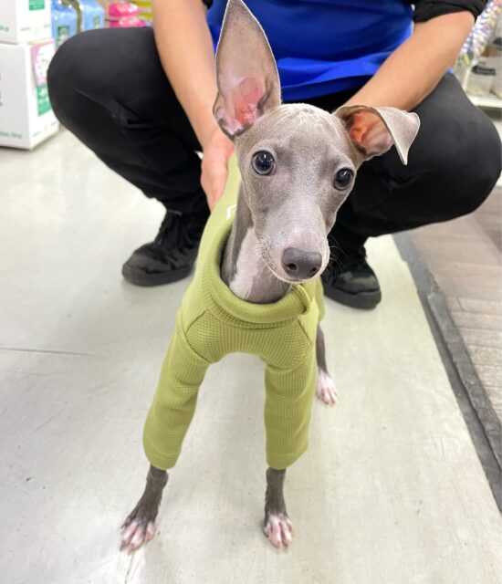 ☆*ﾟ最新画像‎𖤐 ̖́-‬💖かまってくれぇ〜( *¯ ꒳¯*)💗イタリアングレイハウンド(ブルー＆ホワイト)💙🩶男の子2024年9月7日生まれ