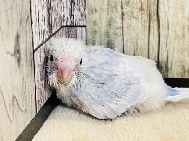 美しすぎるカラー💖セキセイインコ（ライラック）ヒナ