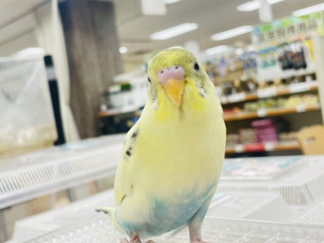 【最新画像更新🪄カゴデビューしました☆】柔らかい色合い♬*°セキセイインコ（ハルクイン）ヒナ