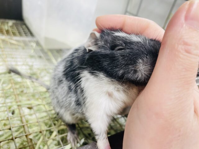 【最新画像更新🪄】キリッとしたお顔がかっこいい🖤🤍デグー（ブラックパイド）男の子