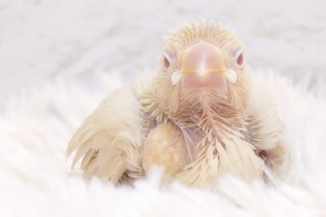 ご飯のりずむは　トントンつーー　とんとんとん。。つー　だよっ☆　シナモン文鳥～～