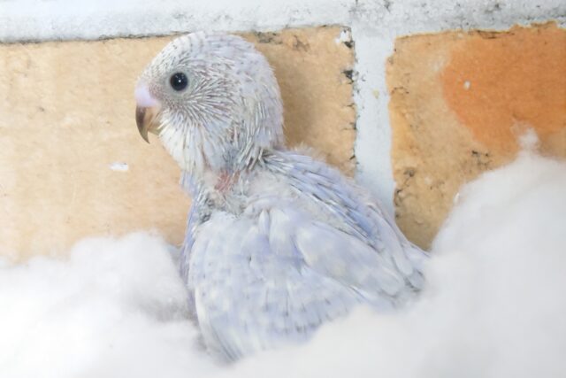 「ほんわか」をあげます♫♪　セキセイインコ　ブルースパングル〜〜