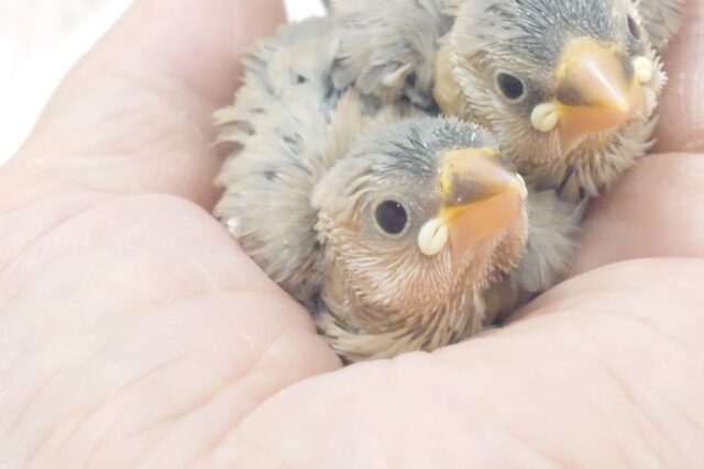 見つめられたら。。もう。。夢にでてくるしっ　仕事も勉強もそっちのけー　色変わり文鳥～～