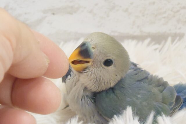 最新画像になります☆　今だけの可愛すぎるヨチヨチ歩き🐾コザクラインコ(ブルーチェリー) ヒナ