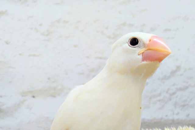 お最新画像になります☆　澄まし(´・ω・)　でも、じつは甘える方法、考えちゅ～　白文鳥～～