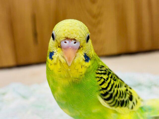 【最新画像更新🪄1人エサになりました☆】つぶらな瞳♥セキセイインコ(パイド)ヒナ