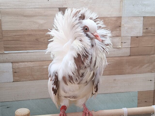 ジャコビン鳩レオナルド様、降臨！！