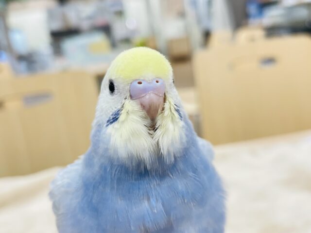 【最新画像更新🪄】微笑みの天使ちゃん👼セキセイインコ（パステルレインボー）ヒナ