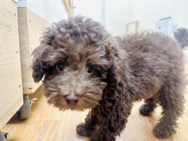 くるくるヘアー🐩🎀トイプードルの男の子