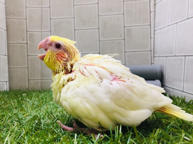 小さな赤目翼竜登場⁉️⁉️ オカメインコ(ルチノー)