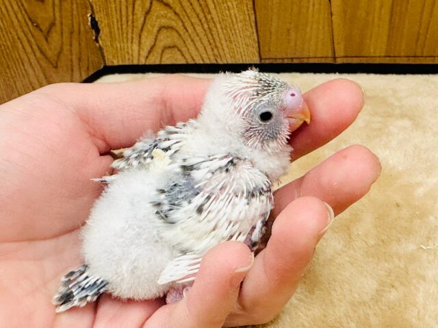 ふわふわすぎるよ〜❣️セキセイインコのヒナ