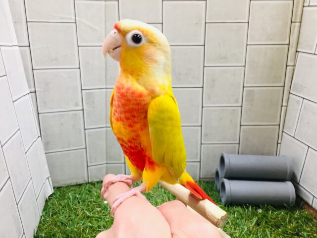 【最新画像更新☆☆】お久しぶりカラーのウロコちゃん♪　ウロコインコ