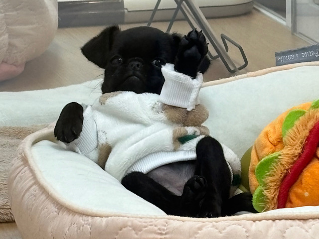 口元が魅力的な珍しい犬種！？プチブラバンソンちゃん！