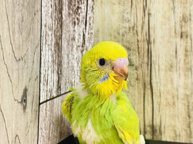 キリッとして可愛いの♡*゜セキセイインコ(スパングル)ヒナ