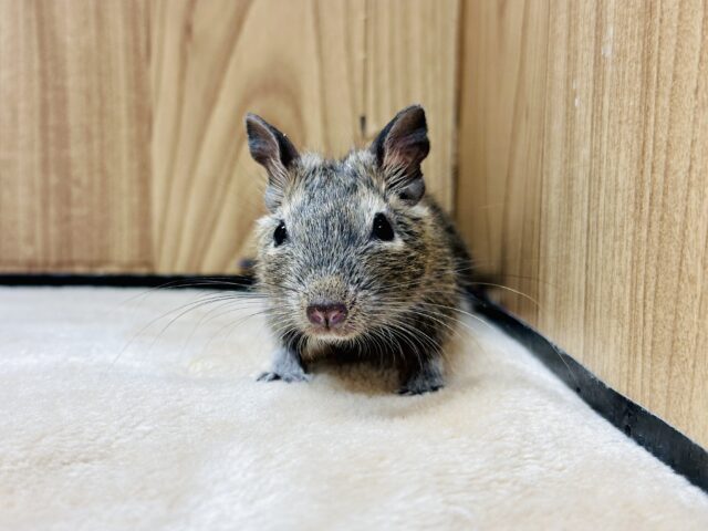 手に乗るのがすき💖デグー(ノーマル)