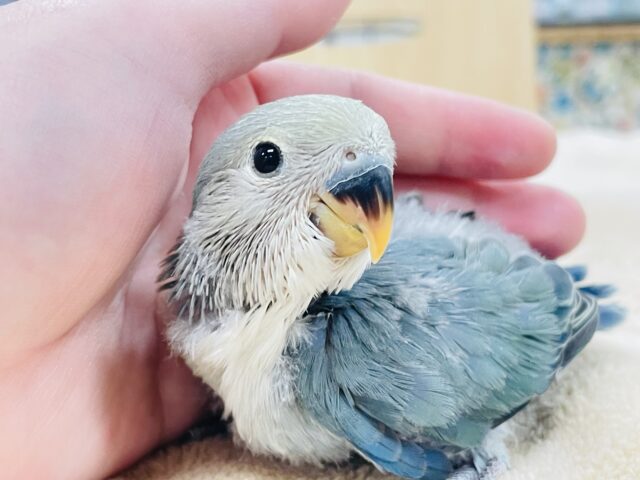 【最新画像更新🪄】人懐っこい！コザクラインコ(ブルーチェリー)ヒナ