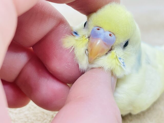 【最新画像更新🪄︎︎】優しい瞳💛セキセイインコ(パステル系)ヒナ