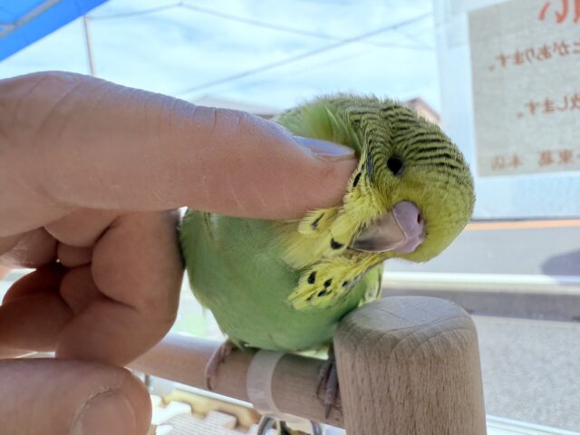 最新画像有ります🌟ヒナ餌卒業🎓夢も体もジャンボサイズにいきましょ〜‼️ジャンボセキセイインコノーマルカラー💚