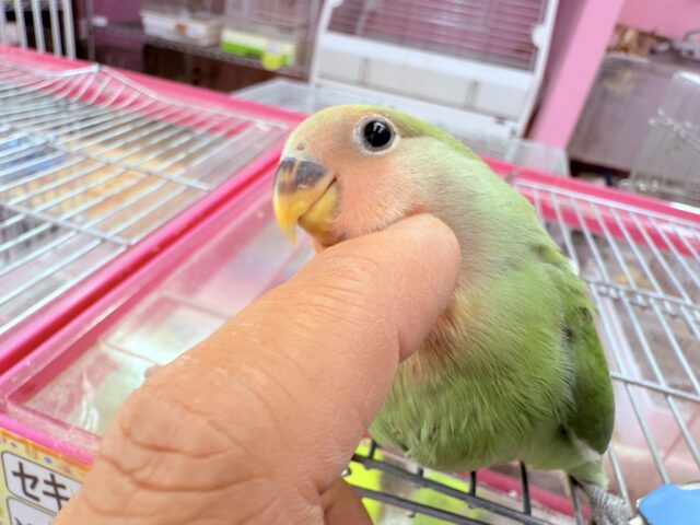 最新画像あります✨マルっとクチバシが可愛すぎますっ🥰コザクラインコのノーマル❣️