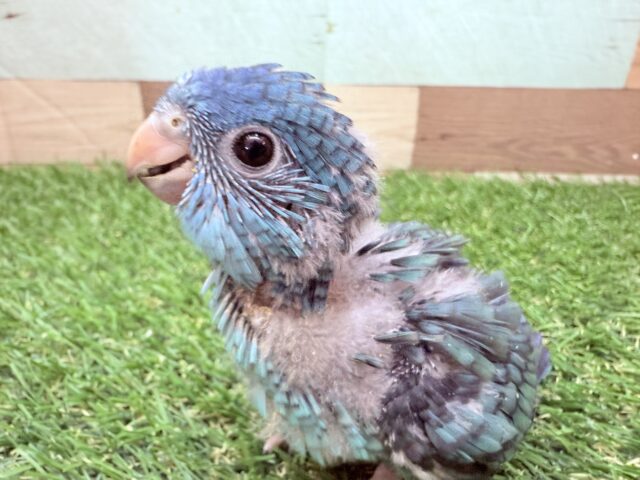 最新画像あります🩵猪突猛進‼️ワタワタ身につけて元気いっぱいすぎる〜サザナミインココバルトカラー💙