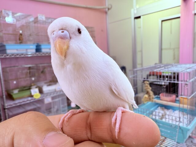 いっぱい甘えて遊びたい〜❣️甘えん坊なセキセイインコのアルビノさん‼️