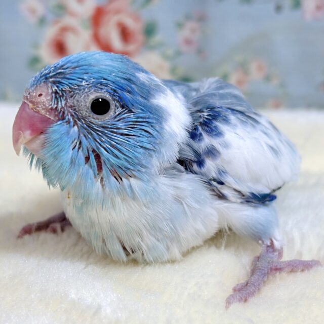 マメルリハ  ヘビーパイドブルー  男の子  ✈️💙🩵°・*