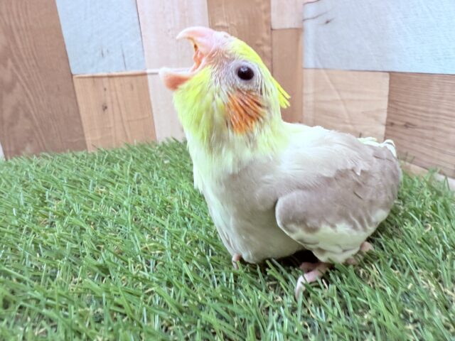大きな声でごはんアピールの元気っ子🌟オカメインコのシナモンパイド❣️