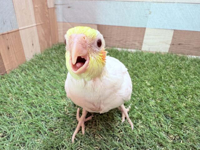 ごはんちょ〜だいアピールがすごいおねだり上手さん💕オカメインコのルチノー❣️
