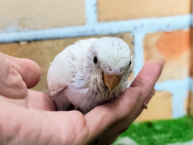 黒目ちゃん✨セキセイインコのヒナ(白、ダブルファクター)入荷しました♥️