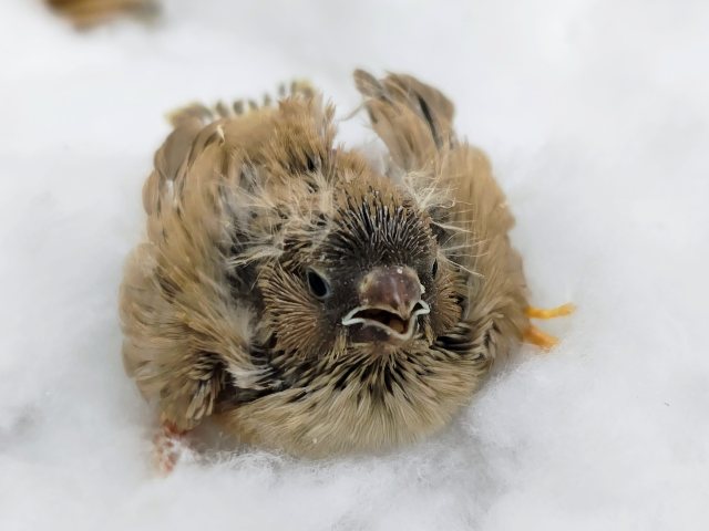 色変わり✨キンカ鳥のヒナ入荷しました♥️