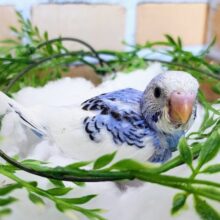 クリームソーダ🩵セキセイインコのヒナ(ブルーパイド)入荷しました❤️