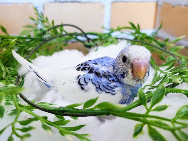 クリームソーダ🩵セキセイインコのヒナ(ブルーパイド)入荷しました❤️