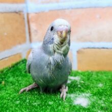 珍しいグレー系✨セキセイインコのヒナ(グレースパングル)入荷しました❤️