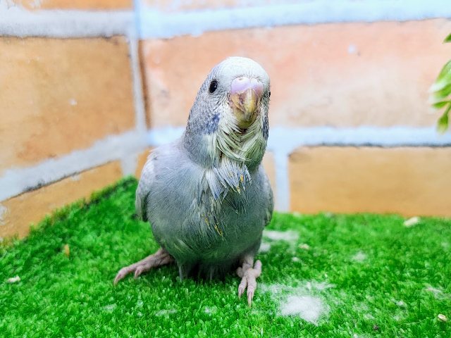 珍しいグレー系✨セキセイインコのヒナ(グレースパングル)入荷しました❤️