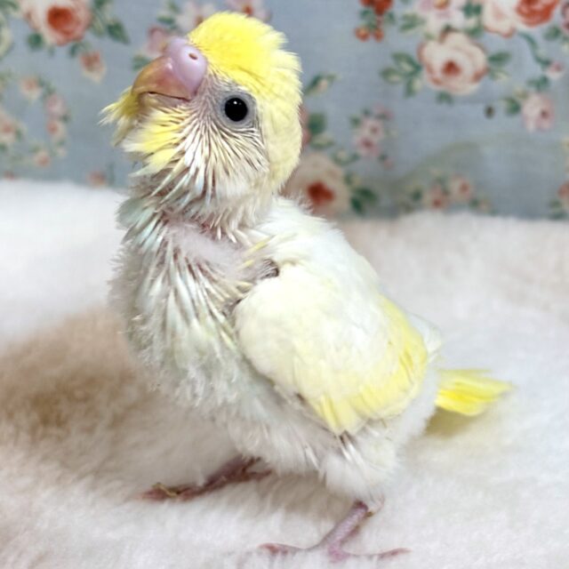 セキセイインコ  クリームパイド  ✨🍋‪🍦‬