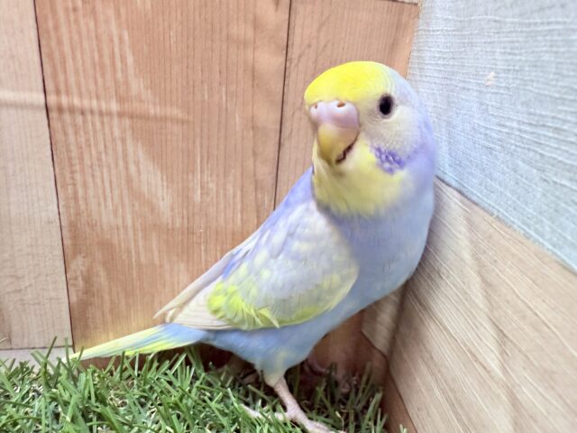 最新画像あります🌟手の中で包まれるのが好きなんです💕青空カラーのセキセイインコパステルレインボー💙