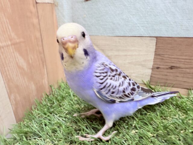 最新画像あります⭐️模様がビッシリ‼️かっこいい雰囲気のセキセイインコオパーリン💜