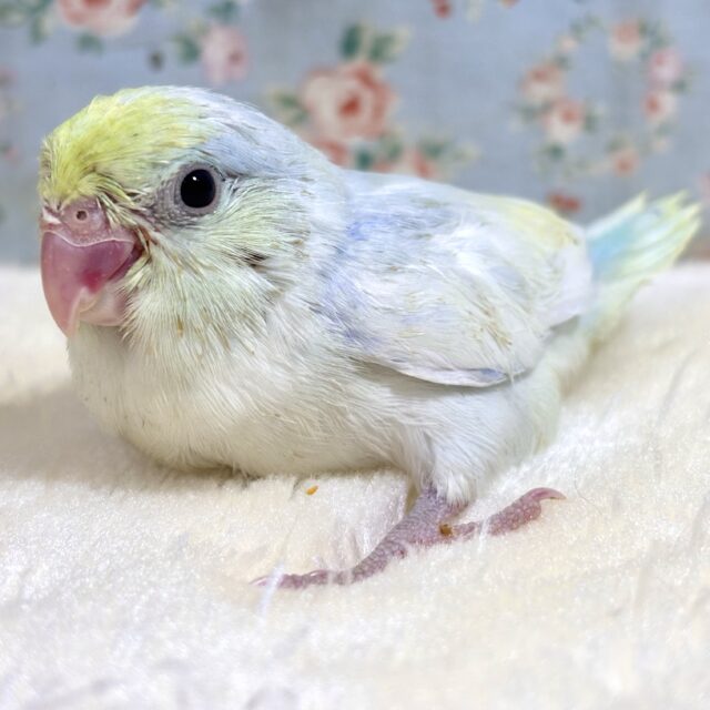 マメルリハ  ターコイズダイリュートヘビーパイドライラック  男の子  💐🤍💜