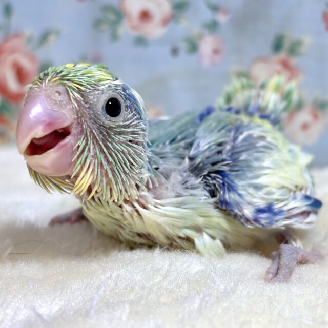 マメルリハ  ターコイズヘビーパイドブルー  男の子  🍏🪽