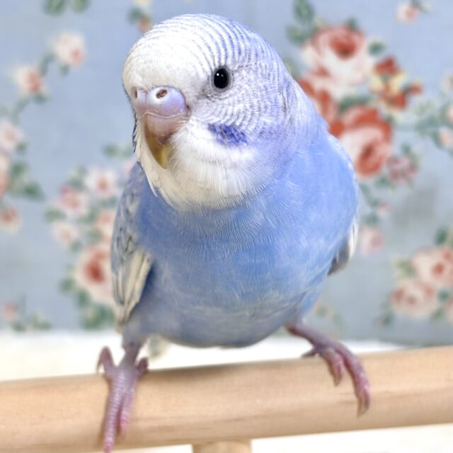 べたなれ♡セキセイインコ  ブルースパングル   💙🩵☁️